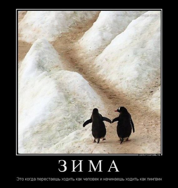 Пингвин демотиватор