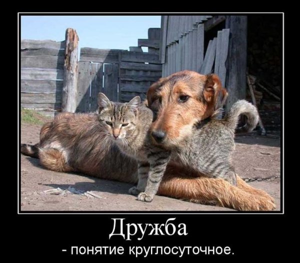 Приколы про дружбу