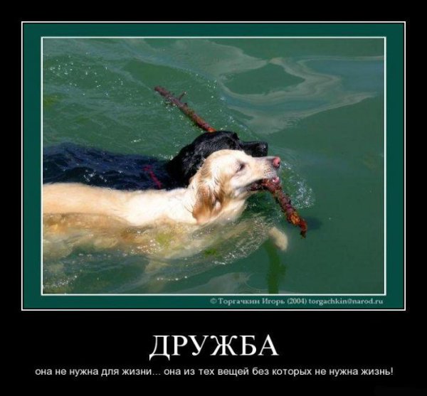 Смешные шутки про дружбу