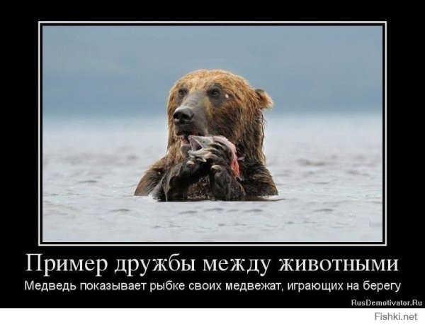 Медведь демотиватор