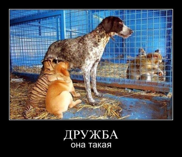 Дружба демотиваторы прикольные