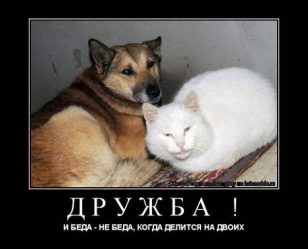 Приколы про дружбу