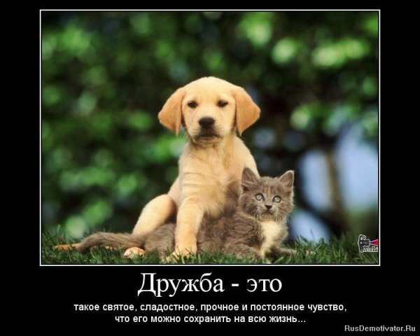 Дружба Веселые картинки