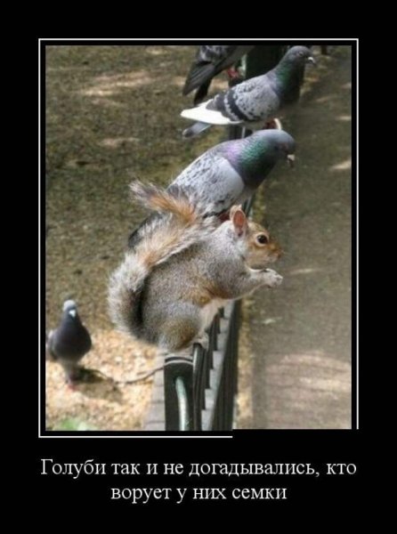 Доверие демотиватор