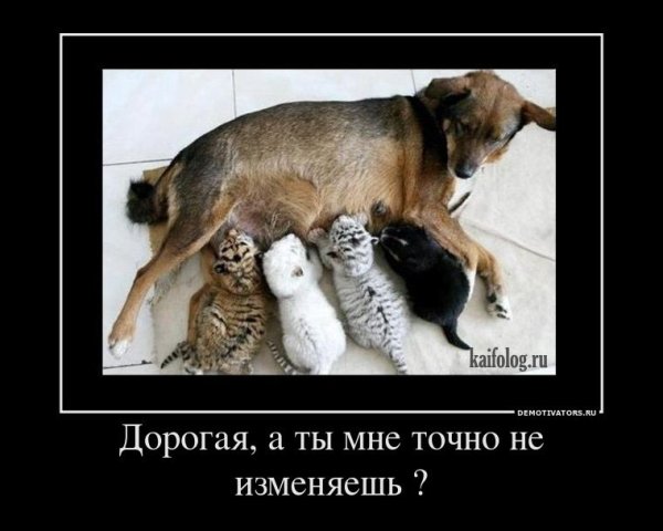 Демотиваторы кошки и собаки