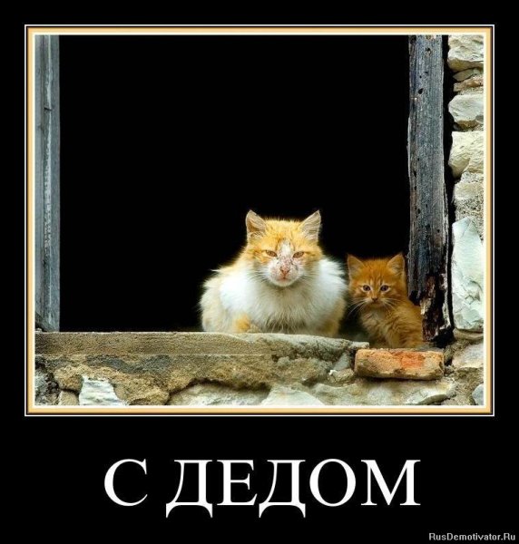 Кот демотиватор