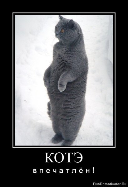 Котики демотиваторы