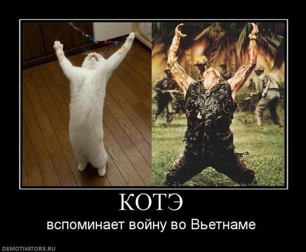 Котэ приколы