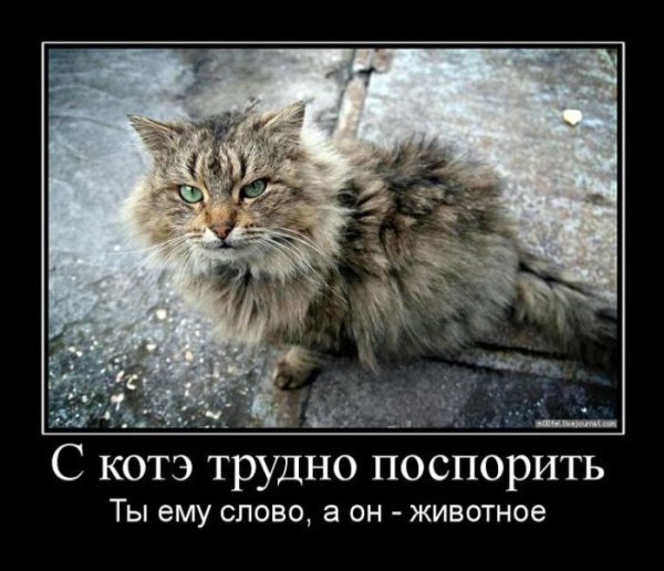 Котики демотиваторы