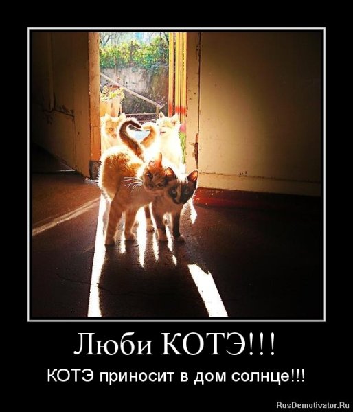 Кот демотиватор