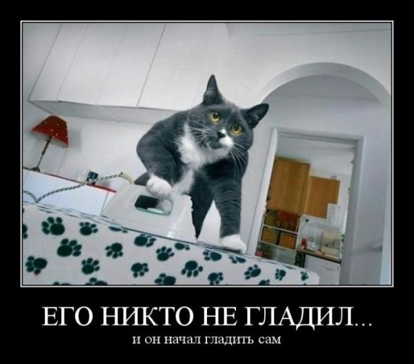Коты демотиваторы