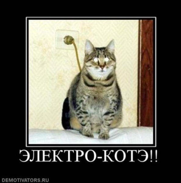 Личинка котэ