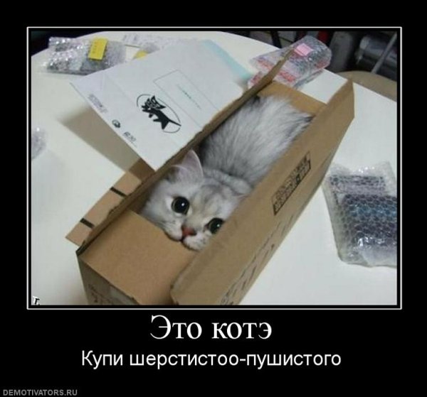 Кот в коробке демотиватор
