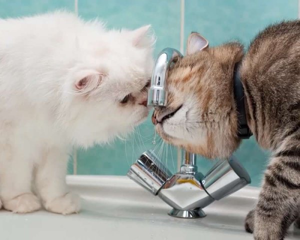 Смешные картинки приколы демотиваторы