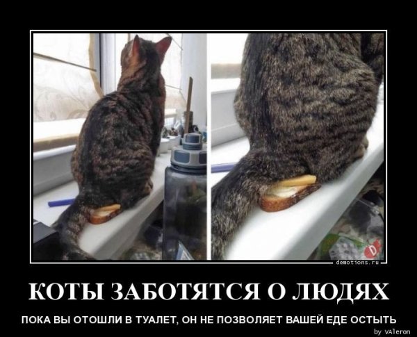 Демотиваторы про водителей