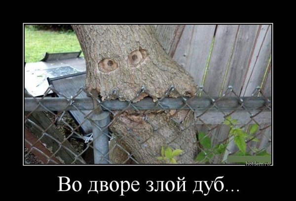Демотиватор про дерево