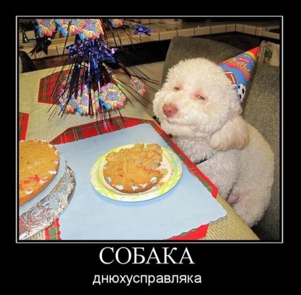 Демотиваторы приколы