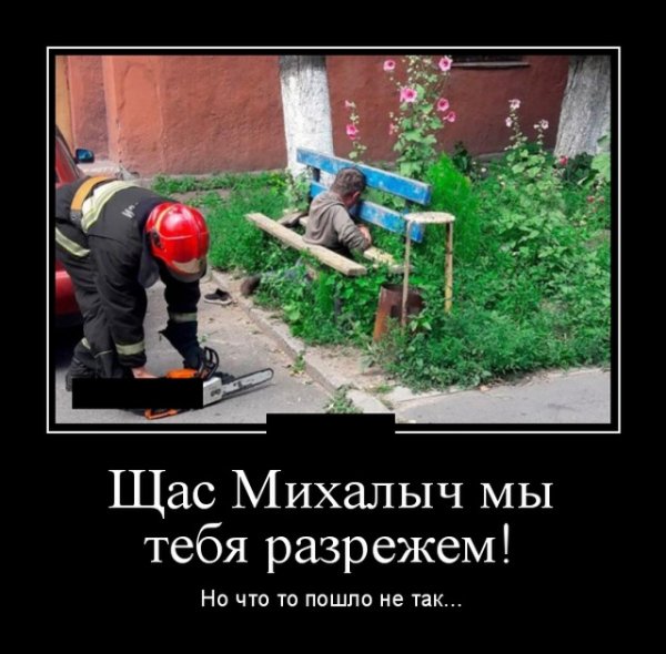 Демотиватор сосна