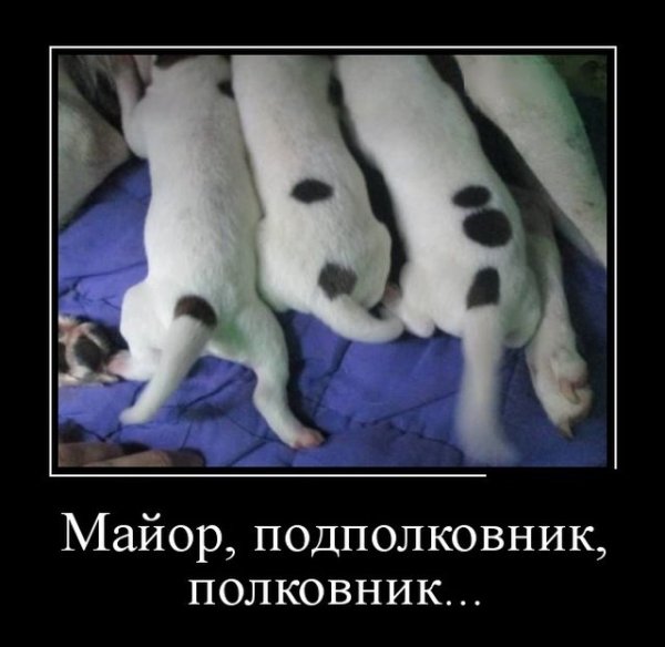 Демотиваторы прикольные поднимающие настроение