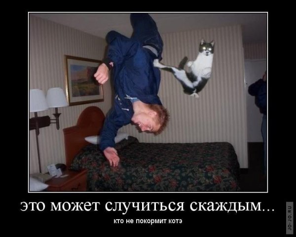 Коты демотиваторы
