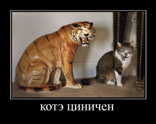 Демотиваторы про котов