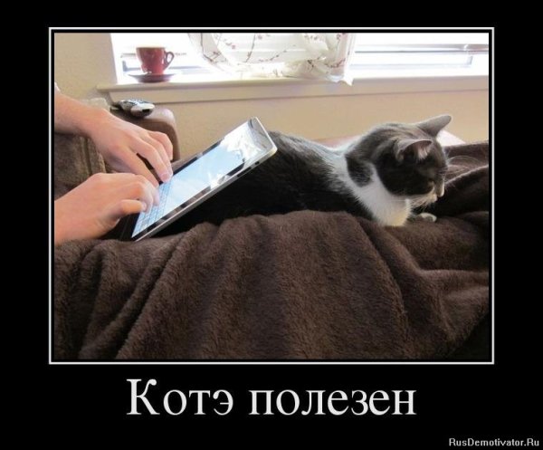 Кот демотиватор