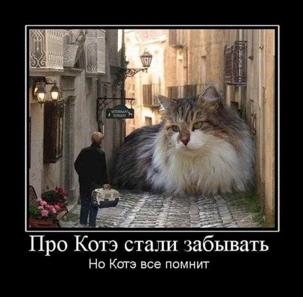Демотиваторы с котами смешные