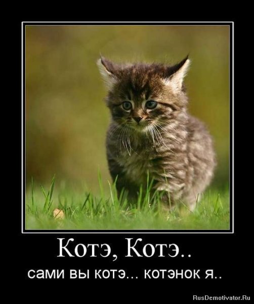 Котята демотиваторы
