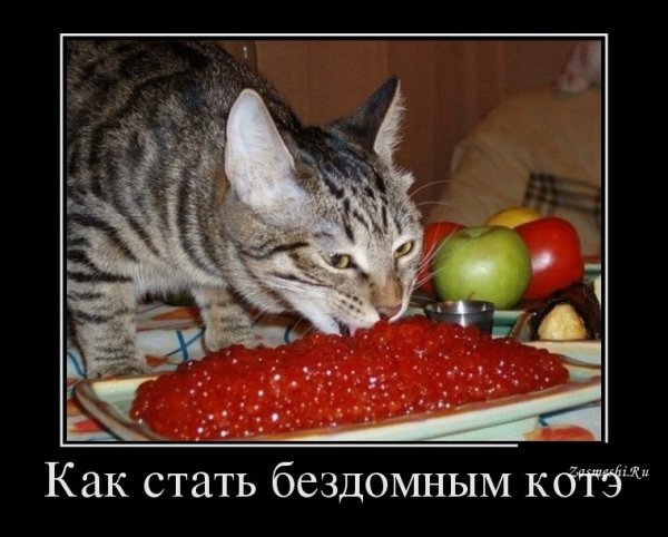 Котэ демотиваторы