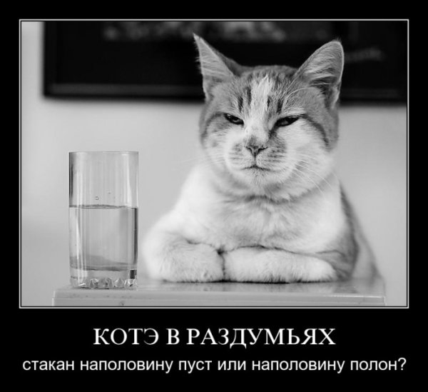 Котэ демотиваторы