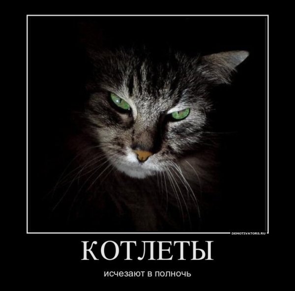 Кот демотиватор