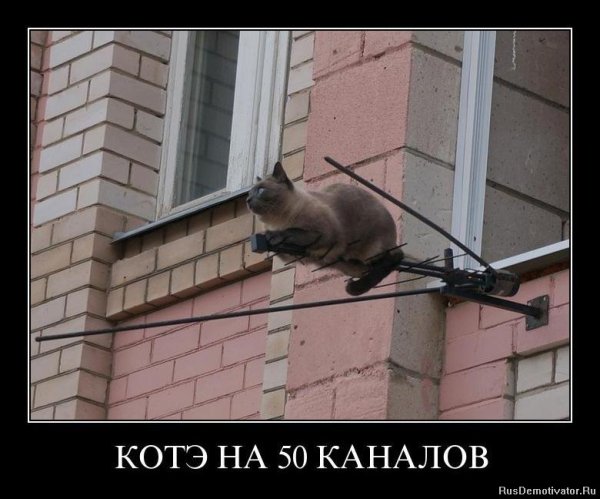 Коты демотиваторы