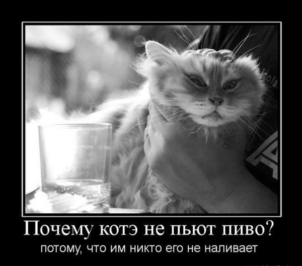 Котик с морковкой