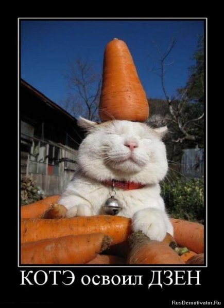 Котэ демотиваторы