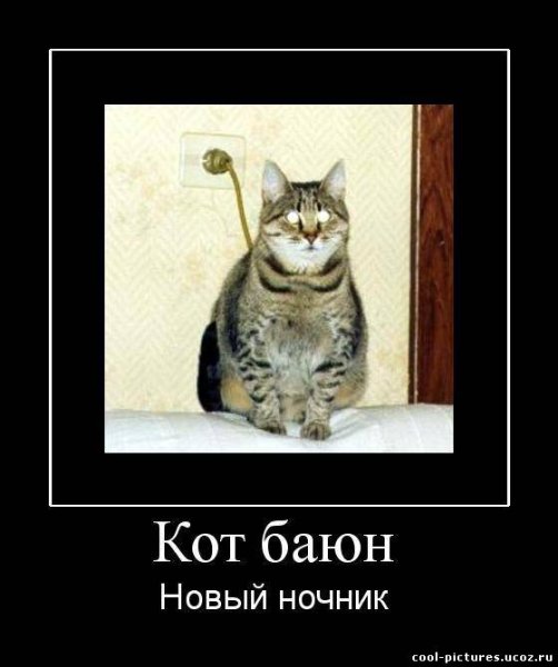 Демотиваторы про котов