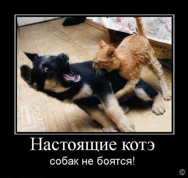 Котэ демотиваторы