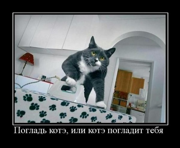 Котэ демотиваторы