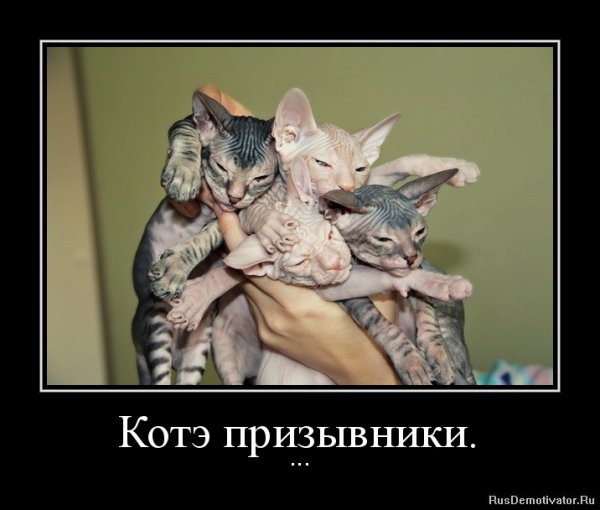 Демотиваторы про котов