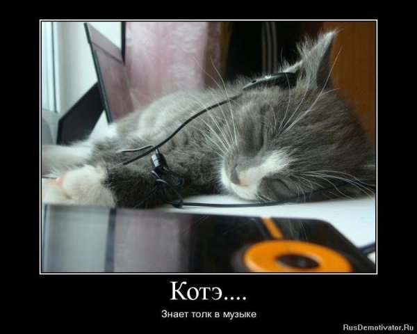 Котики демотиваторы