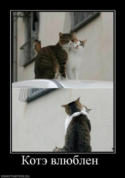 Кот демотиватор