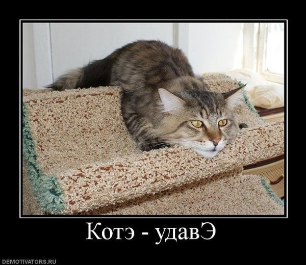 Котэ под НАРКОТЭ