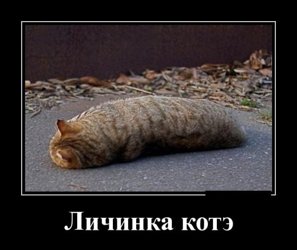 Котята демотиваторы