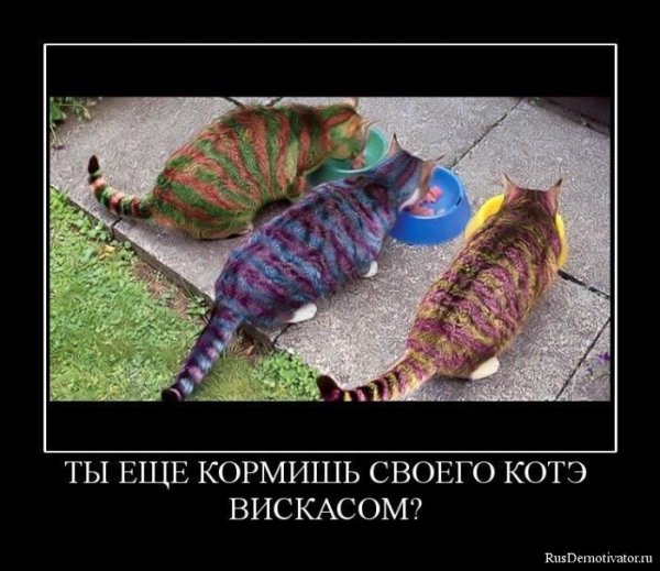 Котэ демотиваторы