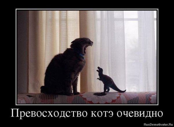 Кот демотиватор