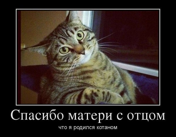 Благодарность демотиватор