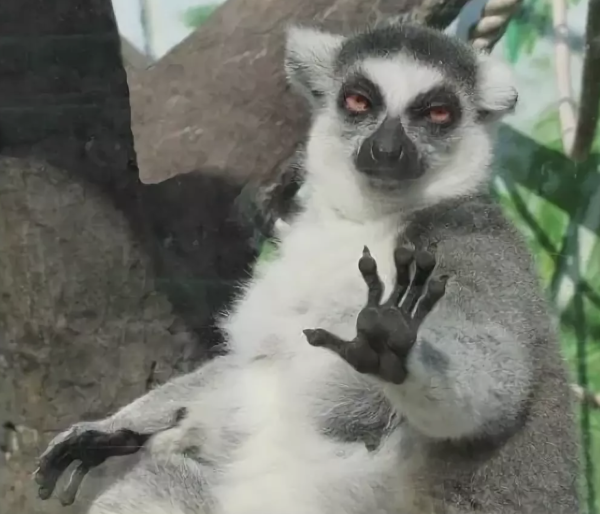 Лемур збагоен