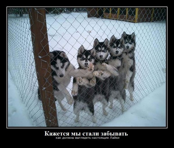 Приколы про лайки