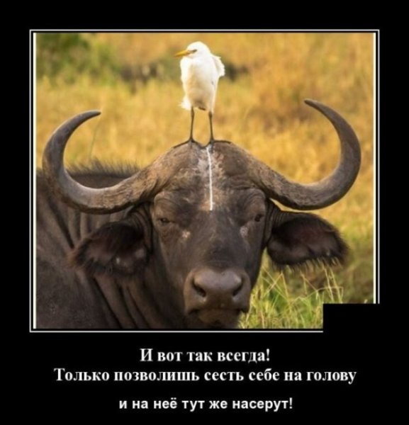 Демотиваторы смешные