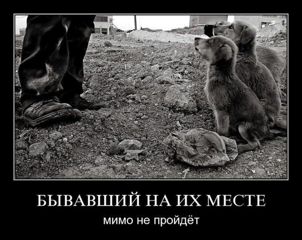 Бездомные животные демотиваторы