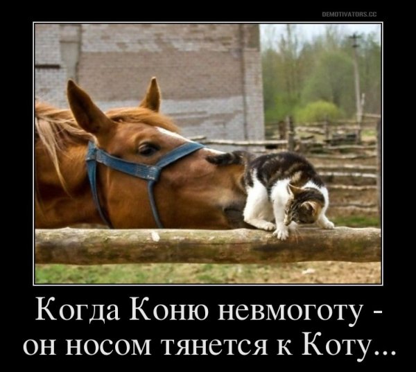 Демотиваторы про лошадей